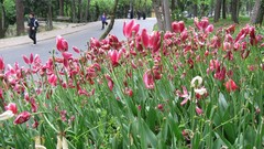 Tulips running Istanbul