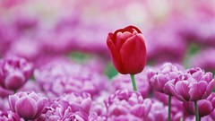 Tulips The Netherlands