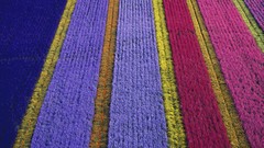 Tulips The Netherlands