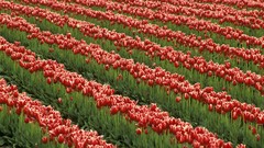 Tulips Washington fields red flowers