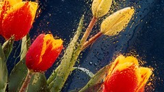 Tulips wet
