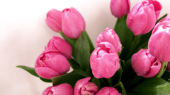 Tulips white background