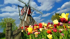 Tulips windmills