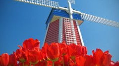 Tulips windmills Amsterdam blue skies red flowers