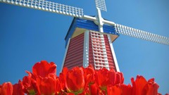 Tulips windmills Oregon