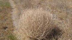 Tumbleweed what is The