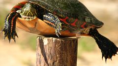 Turtle funny humor jokes