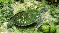 Turtle meeress child underwater