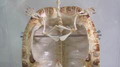 Turtle skeleton high