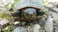 Turtle strawberry Your Fuck You and happy too