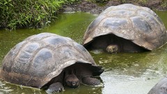 Turtles