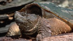 Turtles depth of field