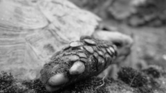 Turtles grayscale monochrome