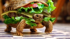 Turtles hamburgers