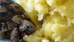 Turtles mashed potatoes