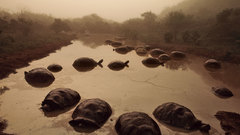 Turtles National geographic