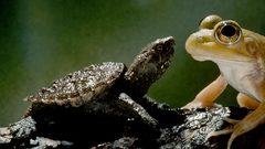 Turtles national geographic Frogs