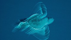 Turtles national geographic underwater