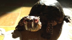 Turtles Photo manipulation