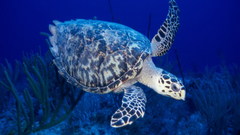 Turtles sea turtles underwater