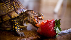 Turtles strawberries
