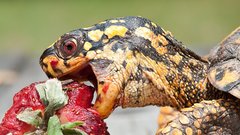 Turtles strawberries