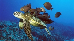 Turtles tiger widescreen Animals