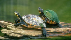 Turtles turtle Green water