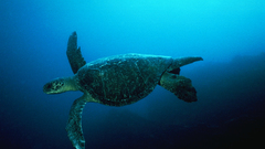 Turtles underwater