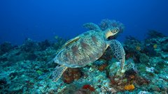 Turtles underwater