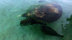 Turtles underwater