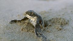 Turtles wide Animals