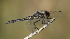 Twig Animals insects Dragonflies