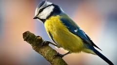 Twig Birds blue tit
