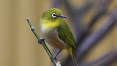 Twig Birds blurred background japanese white-eye