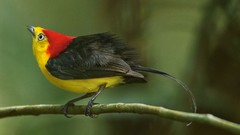 Twig Birds national geographic Ecuador