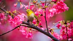 Twig Birds pink flowers japanese white-eye