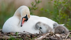 Twig Birds Swans baby birds