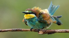 Twig Birds wildlife Bee Eaters