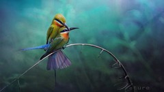 Twig Birds wildlife Bee Eaters