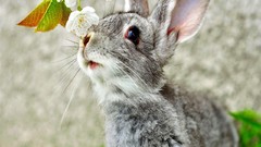 Twig gray ears muzzle