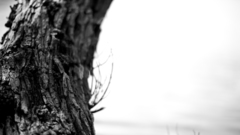 Two shadows Casting 175