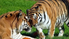 Two Tigers