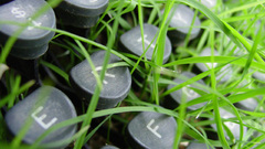 typewriters grass Plants outdoors