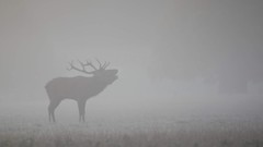 Ubuntu deer