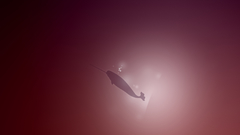 Ubuntu operating systems Whales