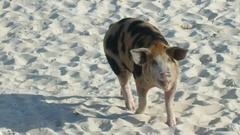 Uglyspottypig have one of