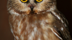 Uhuuthe Owls are not