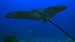 underwater Animals stingray