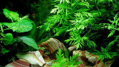 Underwater aquarium Plants fish